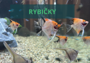 Představení zvířecích obyvatel Tmaváku